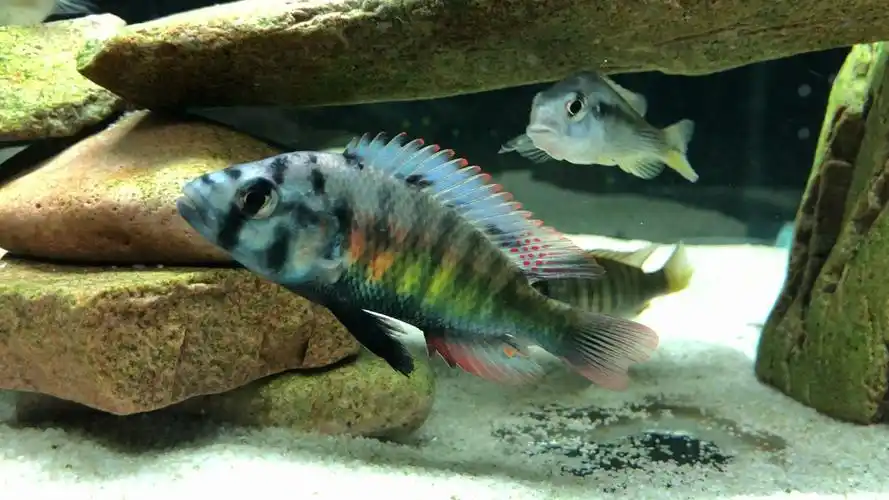 褐黄朴丽鱼维鲷三湖慈鲷原生鱼热带鱼观赏鱼