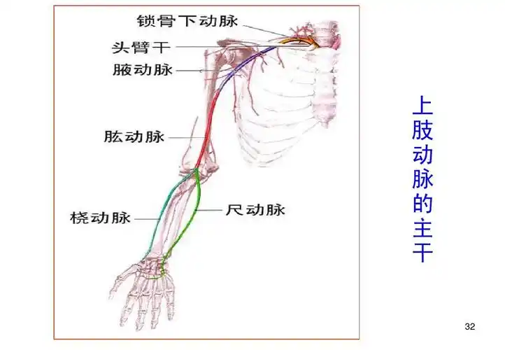 上,下肢动脉的应用解剖ppt