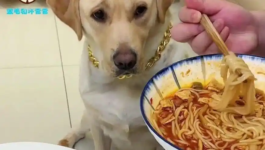 狗狗看着主人吃螺蛳粉脸上的表情堪称戏精,主人让其尝一口,狗子反应太