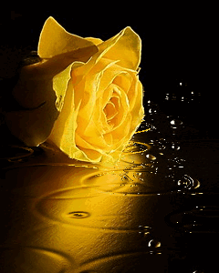 240_300竖版 竖屏gif 动态图 动图