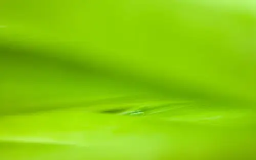 国外摄影mswanson宽屏壁纸之绿叶篇下