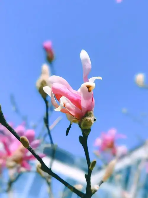 京彩影像摄影大赛投稿组别京彩风景作品名称星花玉兰