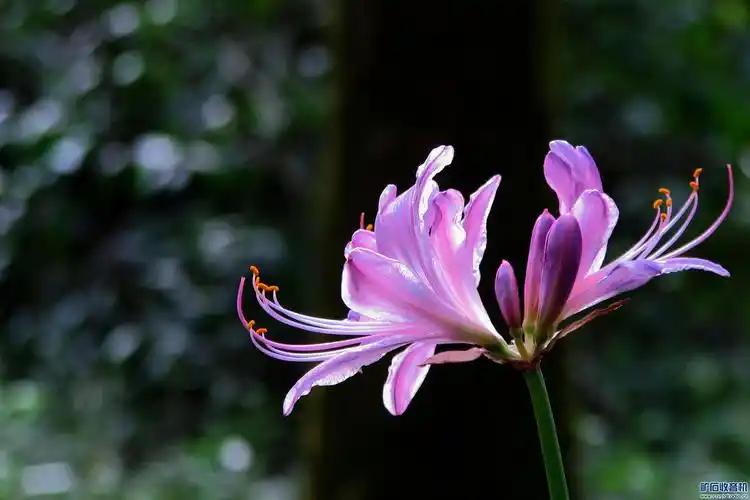 【紫色换锦花】---(石蒜科)也称"紫色彼岸花"