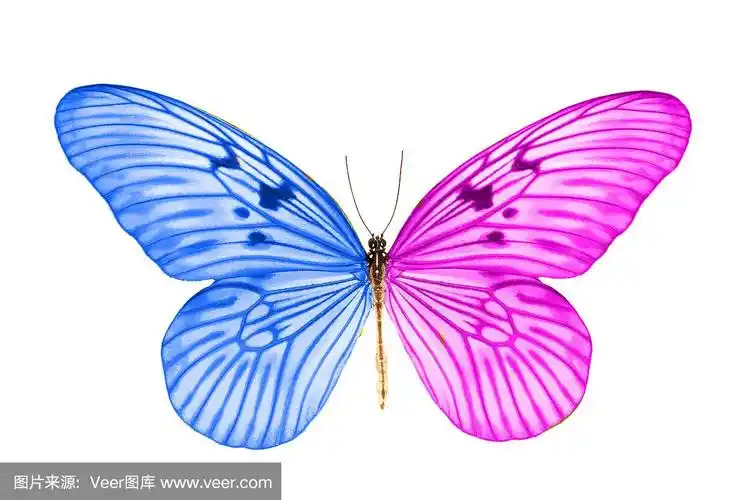 美丽的热带蓝紫色蝴蝶.