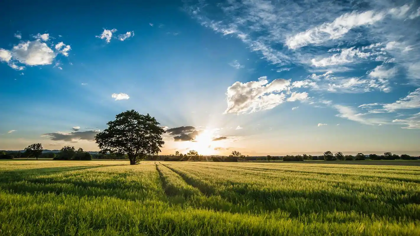 绿色护眼田园美景图片桌面壁纸