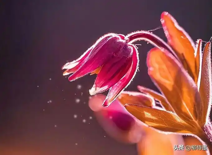 找最好看的图片(照片高级又惊艳) - 赤虎壹号