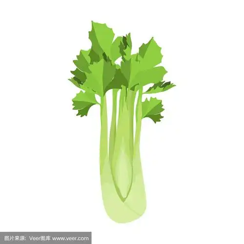 芹菜,蔬菜,清新,绘画插图,矢量