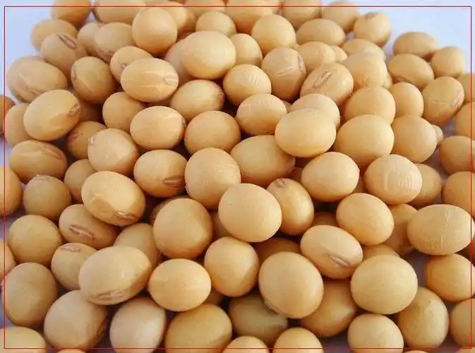 公司提供白嘴(白脐)大粒黄豆,供国内市场内销,也可供出口韩国