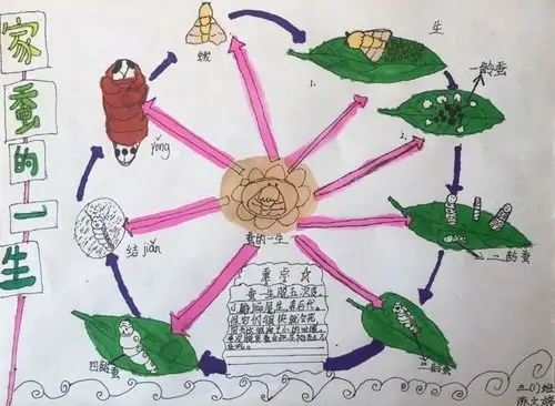 蚕宝宝的一生我们的蜗牛朋友世界地球日|我为地球母亲发声灿烂宇宙的