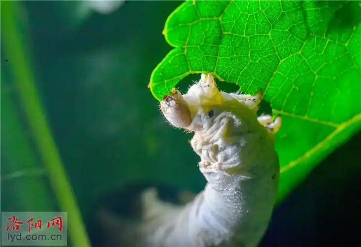 蚕宝宝尽情享受美味蚕宝宝消毒蚕宝宝消毒收蚕茧收蚕茧收蚕茧蚕茧蚕茧