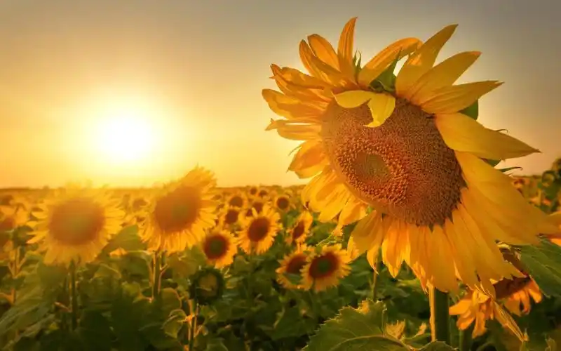 希望你能活在阳光里永远块乐