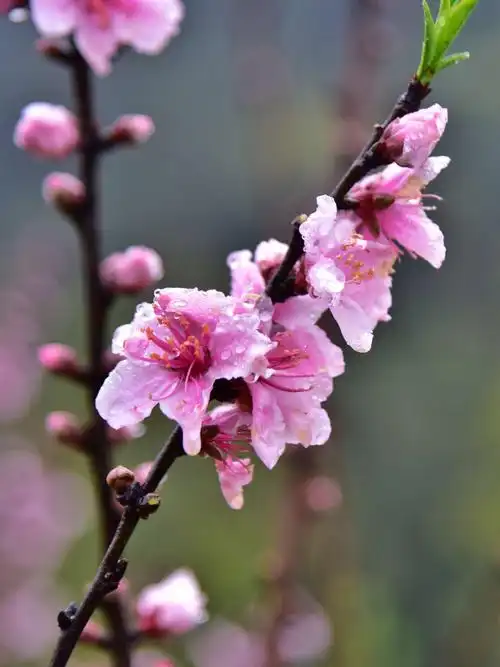 桃之夭夭--有关桃花的古诗句