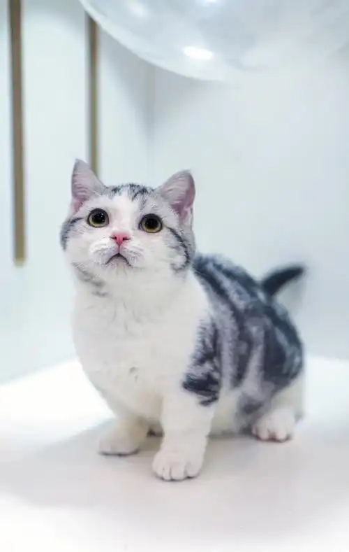 今日探店嘉兴胖仙女猫舍美短加白起司猫