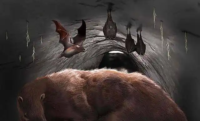 科学家发现巨型吸血蝙蝠的化石翼展达50厘米距今10万年