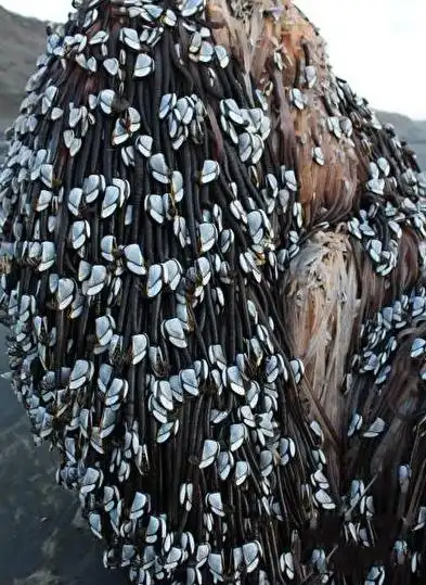 新西兰海滩惊现怪异物体身上爬满的藤壶