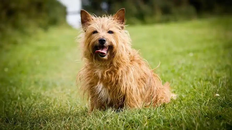 萌狗约克夏梗犬壁纸