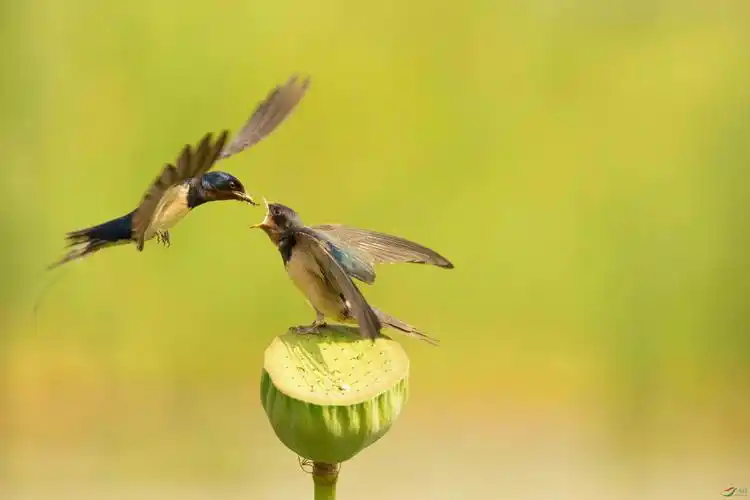 燕子喂食