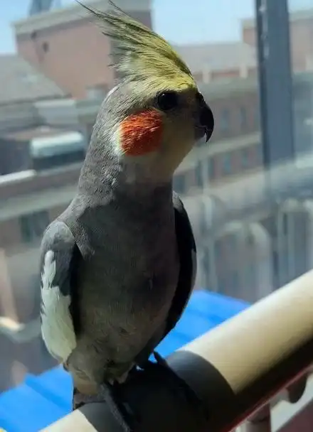 会说话的玄凤鹦鹉