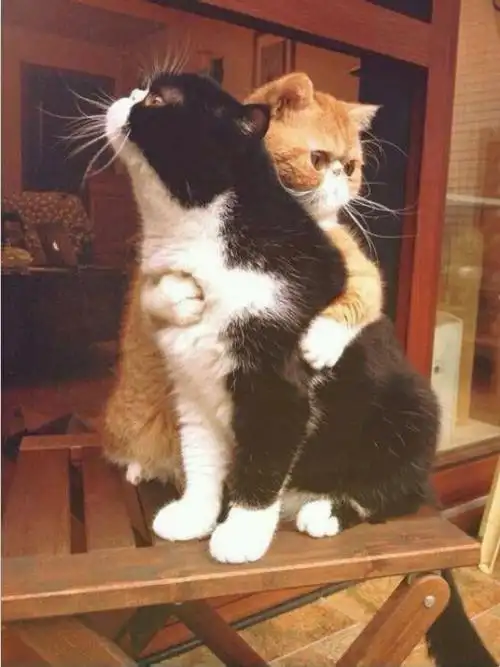 猫咪壁纸手机壁纸桌面,猫咪壁纸手机壁纸_大山谷图库