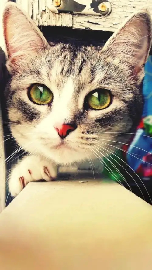 猫咪手机壁纸锁屏