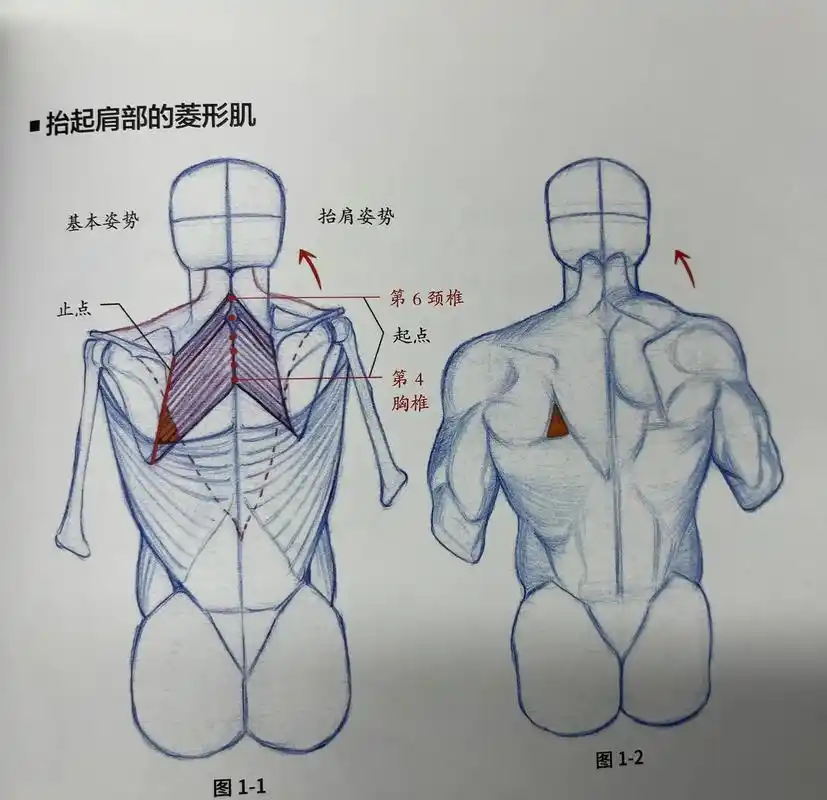1.起点和止点菱形肌起自第6和第 - 抖音