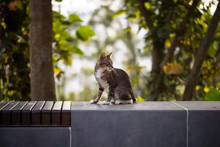 坐在石凳上回头望的猫