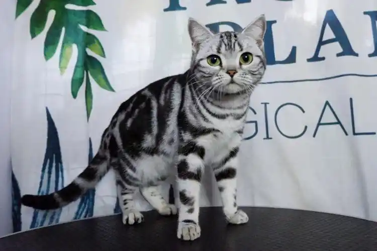 繁育级品质美短银虎斑妹妹