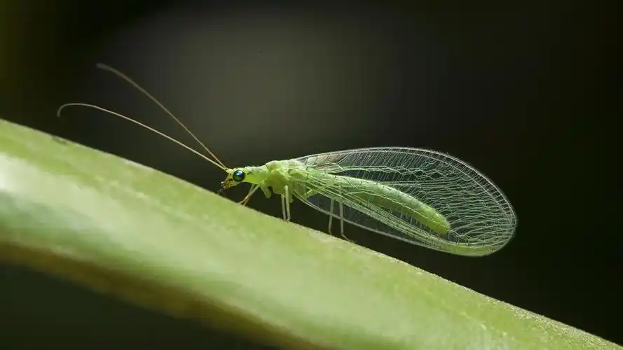 五月微距趣拍-----绿纱草蛉