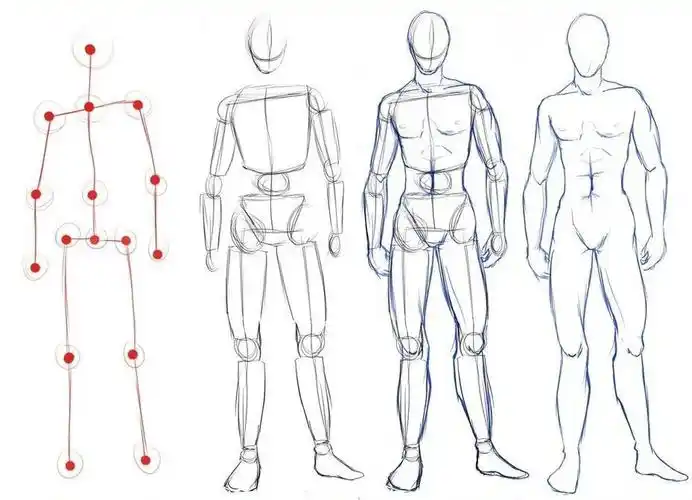 人体的结构和造型
