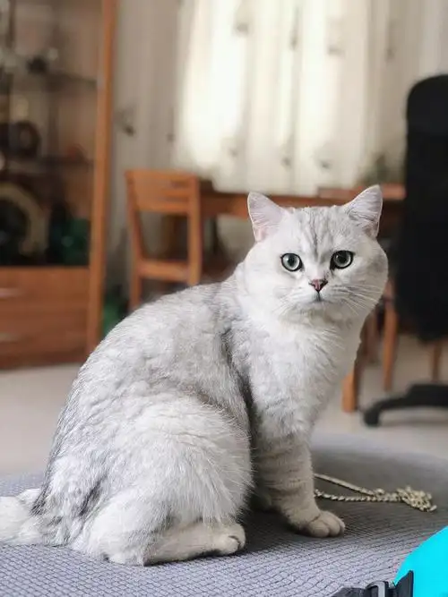 家养银渐层坐标广州