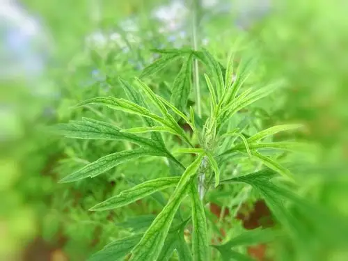 【秒懂中草药】游人不管春将老,来往亭前踏落花——益母草篇(副本)