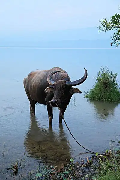 水牛图片