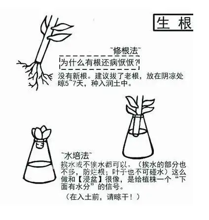 图解:多肉植物种植及花器基本问题