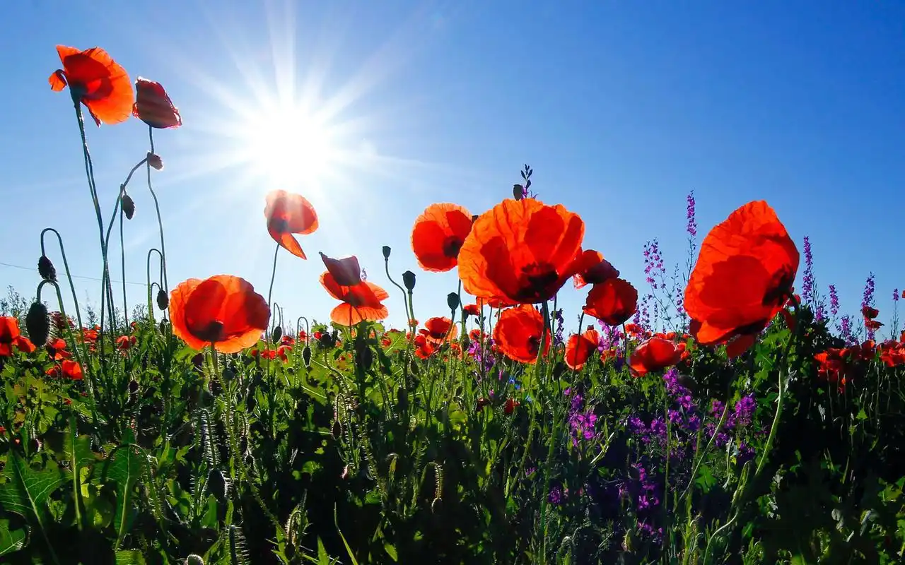 鲜艳唯美的花卉图片桌面壁纸