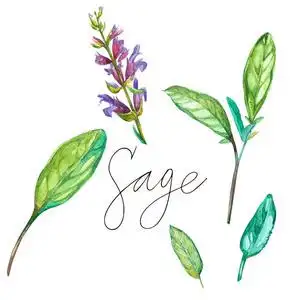 香草植物鼠尾草.绘图的一位圣人的植物园.