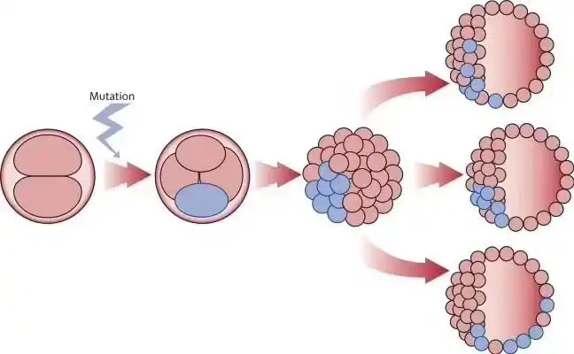 染色体有嵌合体可能
