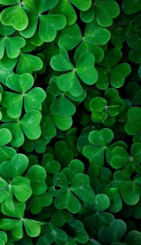 四叶草清新背景