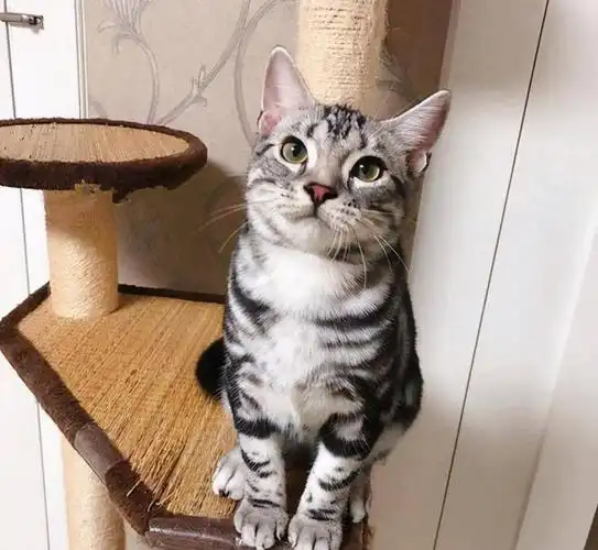 美国短毛猫怎么养才会亲近你