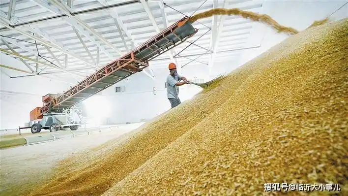 鲁南粮仓喜开镰