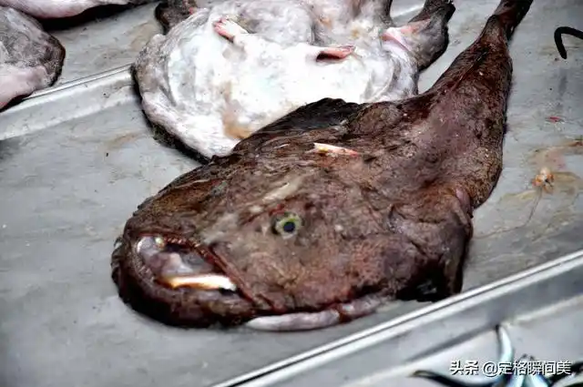 钢鱼是什么鱼(什么鱼叫不锈钢鱼) - 腕表维修_腕表保养_腕表资讯