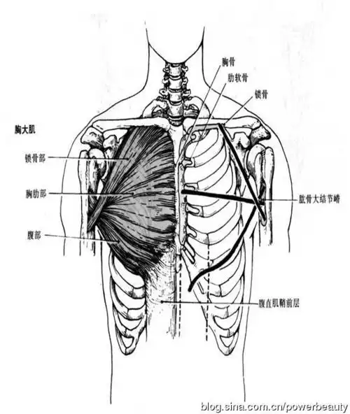 锻炼胸部肌肉的方法