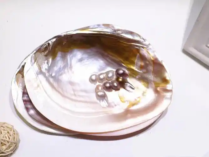 珍珠蚌壳 天然珍珠海螺贝壳珊瑚海星收藏水族贝壳画摆件 珍珠贝13-15