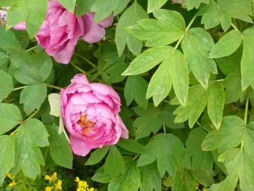 牡丹花的叶子是什么样的,有图片吗