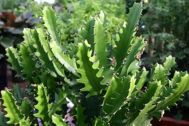 龙骨草长什么样子图片,龙骨草图片_大山谷图库