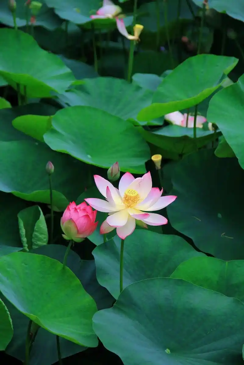 夏日浪漫从荷花开始94成都这里荷花已开.91 夏日荷花绽放, - 抖音