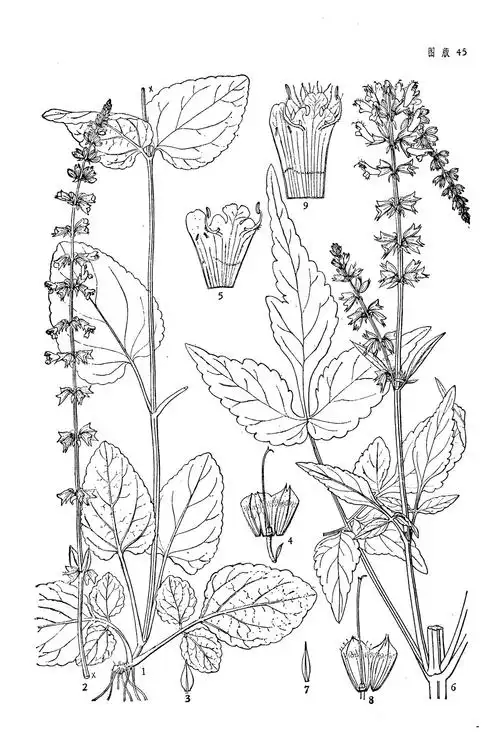 鼠尾草(原变种)词条图册_百度百科