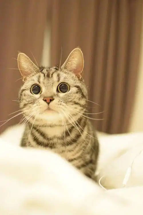 动物 猫咪 狗呆萌 喵星可爱 宠物 自然.