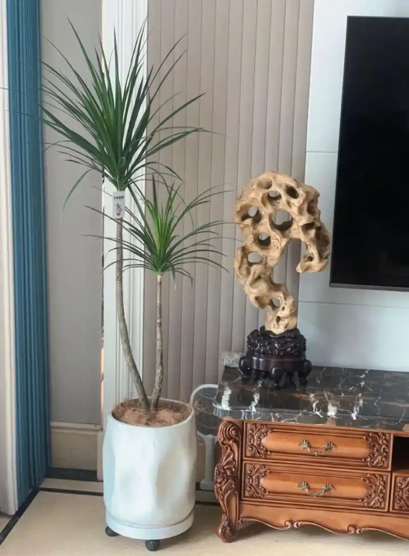 龙血树00给客厅挑选一棵寓意美好的绿植 龙血树风水寓意 在客厅摆放