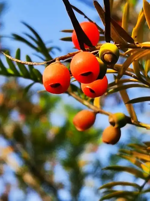 林中突现的红豆杉果,微甜