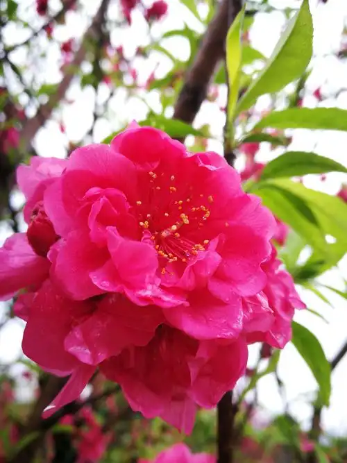 雨中桃花,别样红!(手机拍照)